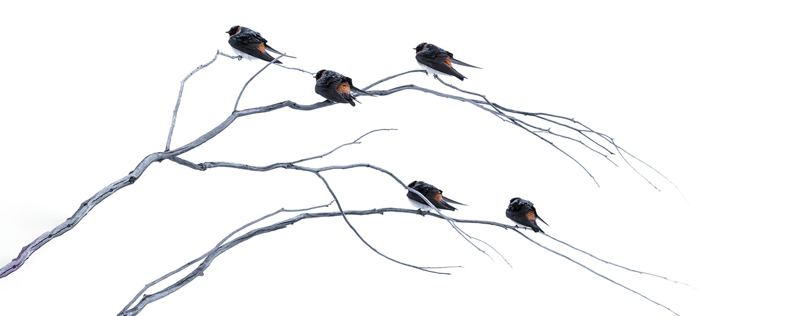 Intimate Conversations w/ Nature