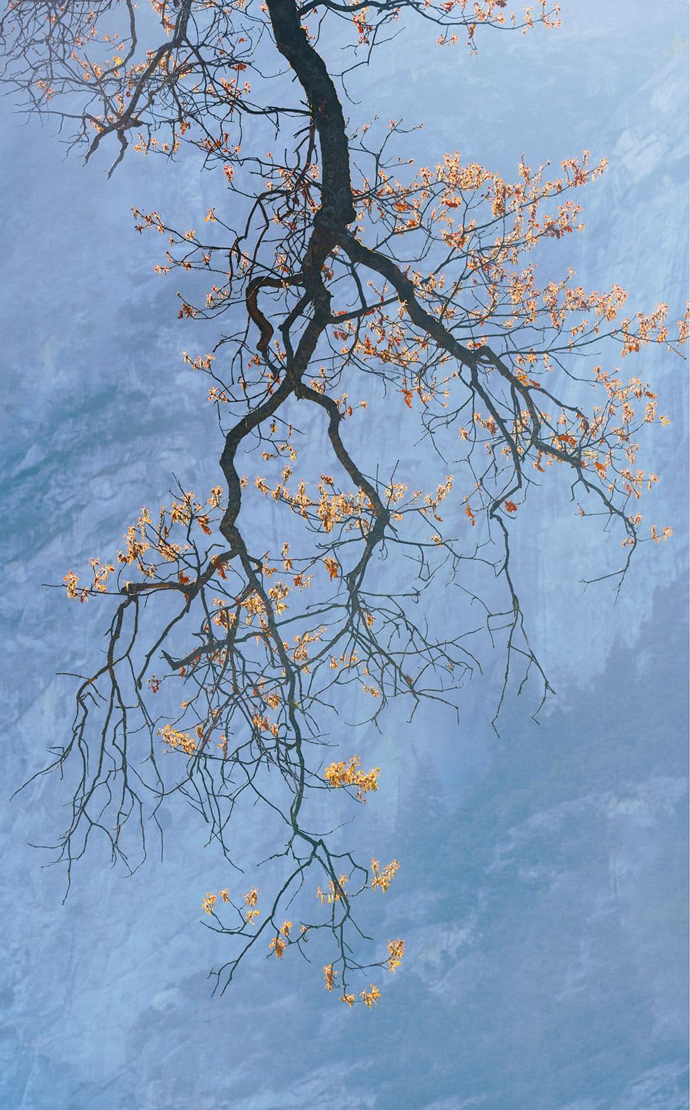 Intimate Conversatoins w/ Nature