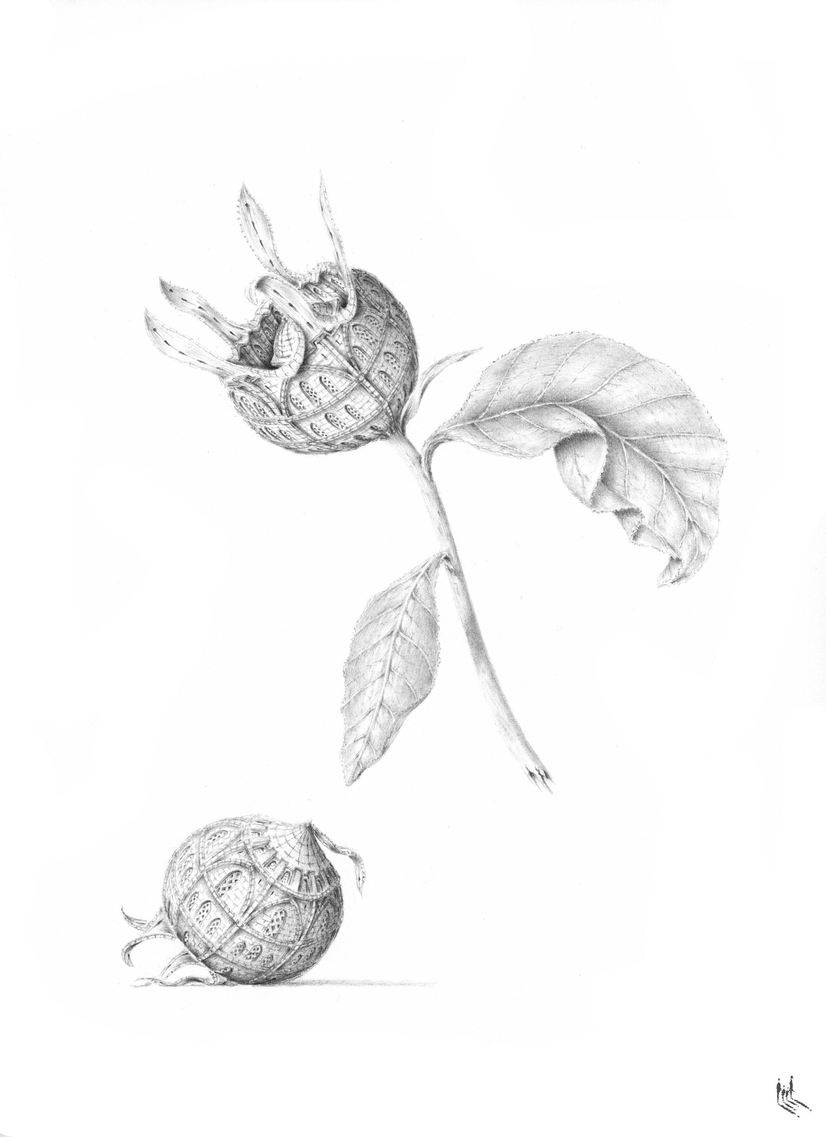 Mespilus germanica