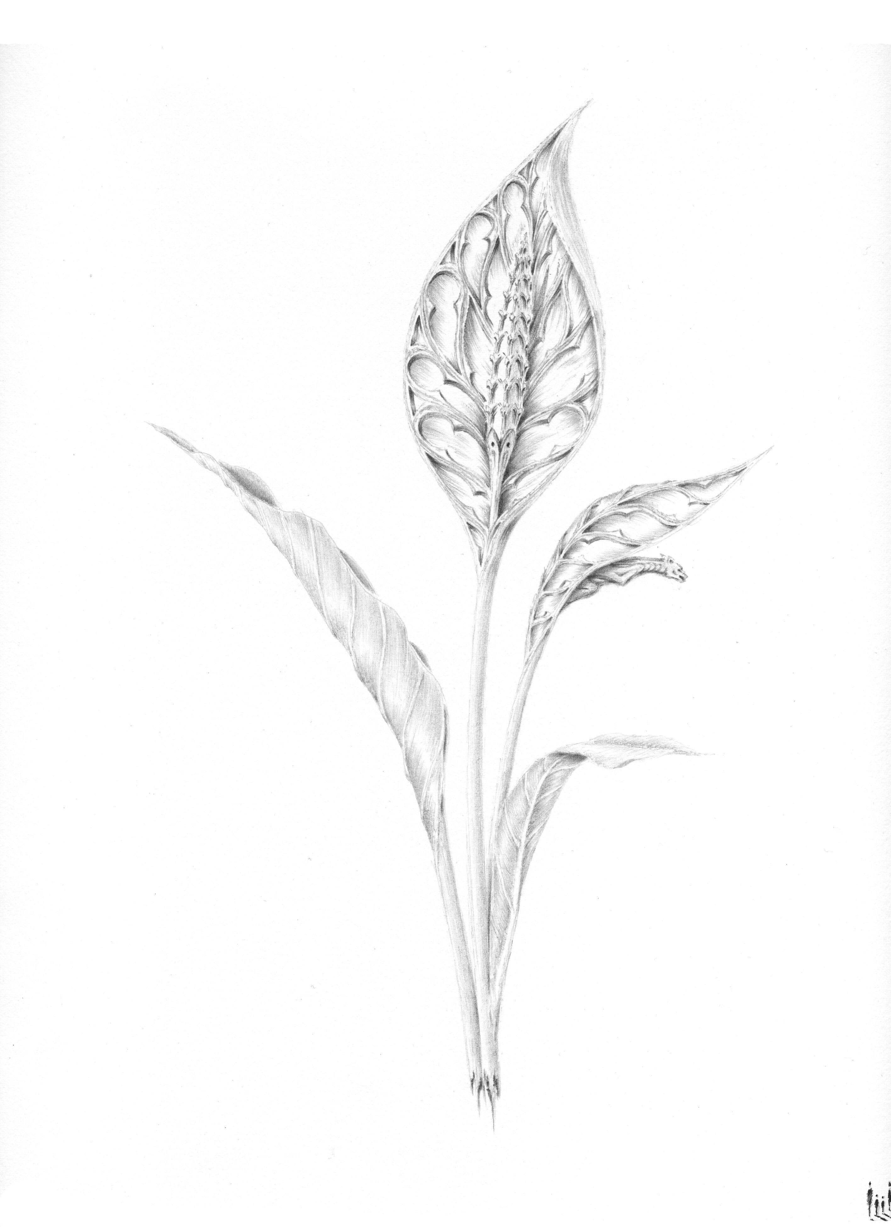 Spathiphyllum