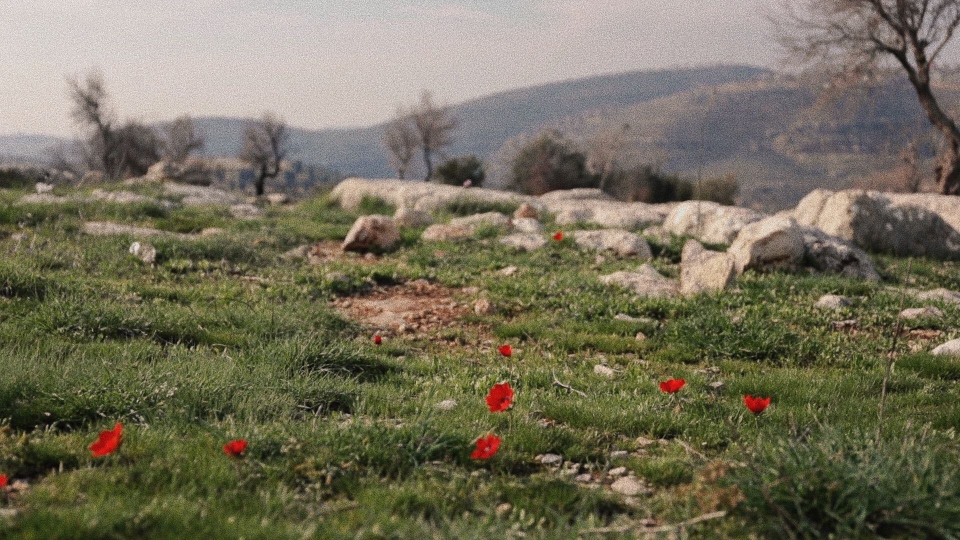 Poppies Over the Hills