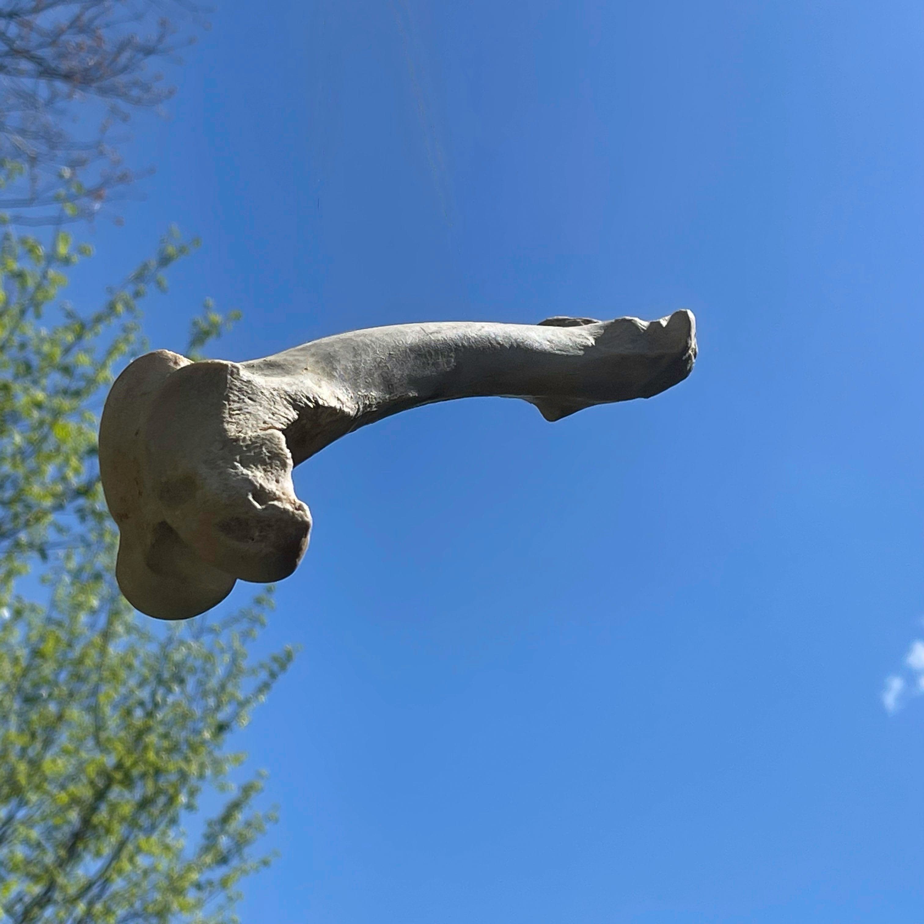 Sky Bone
