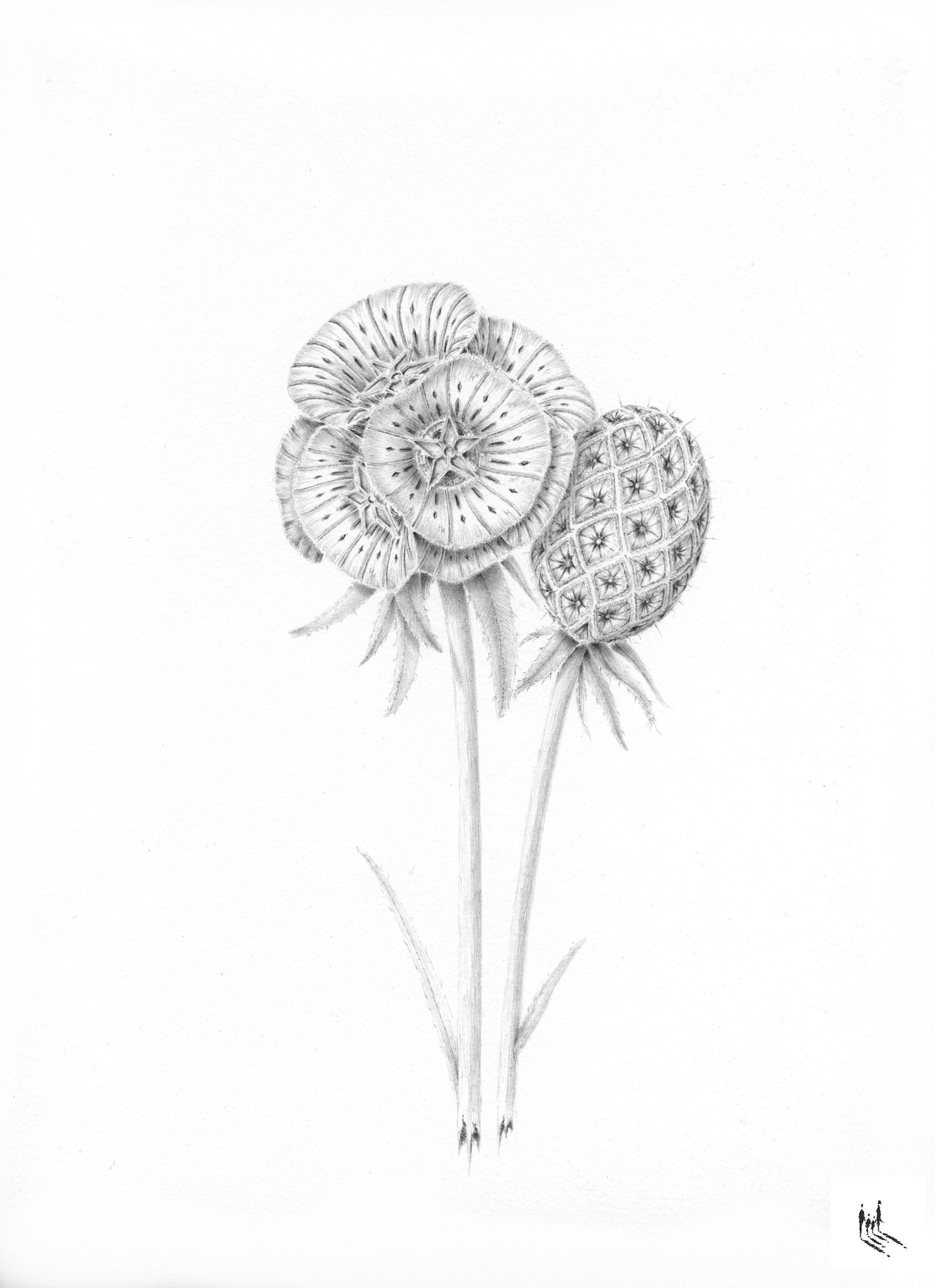 Lamelosia
