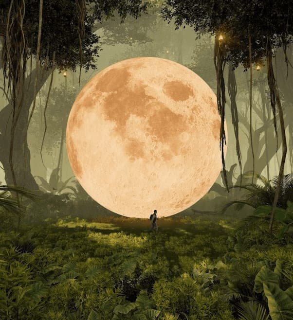 Mystical Forest