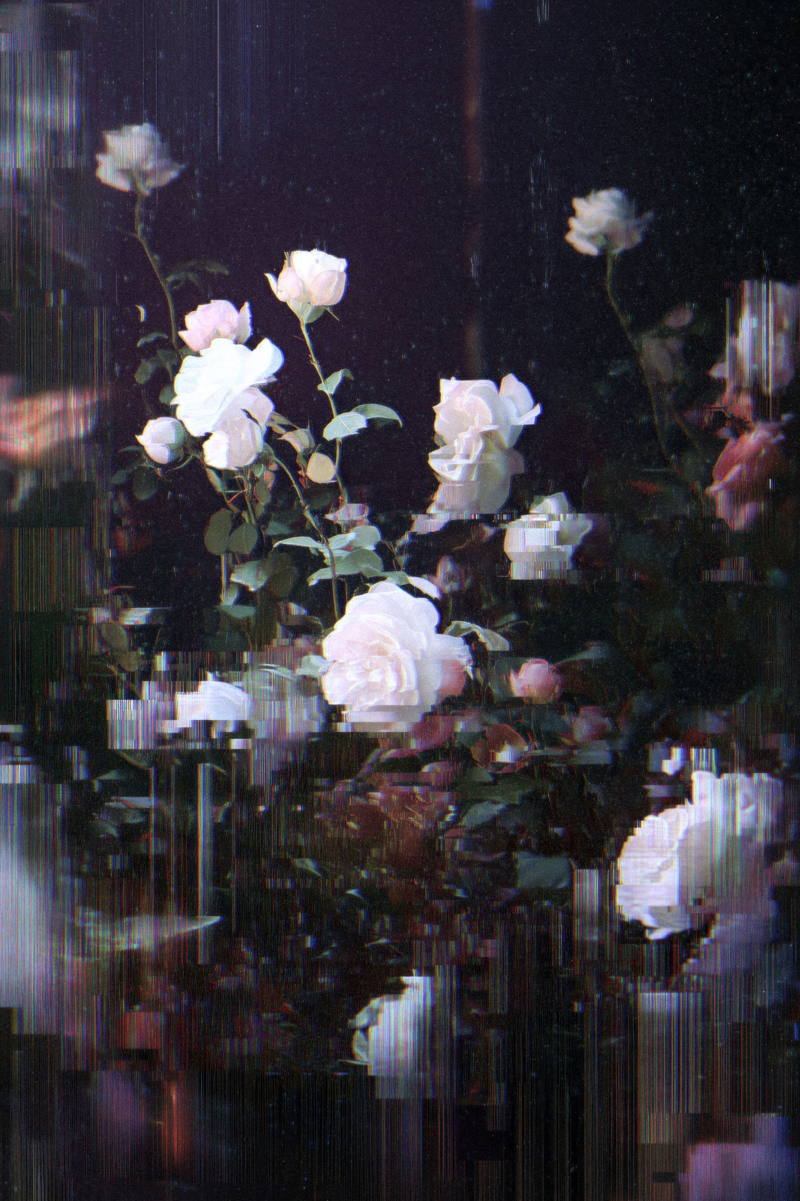 Roses for a Ghost