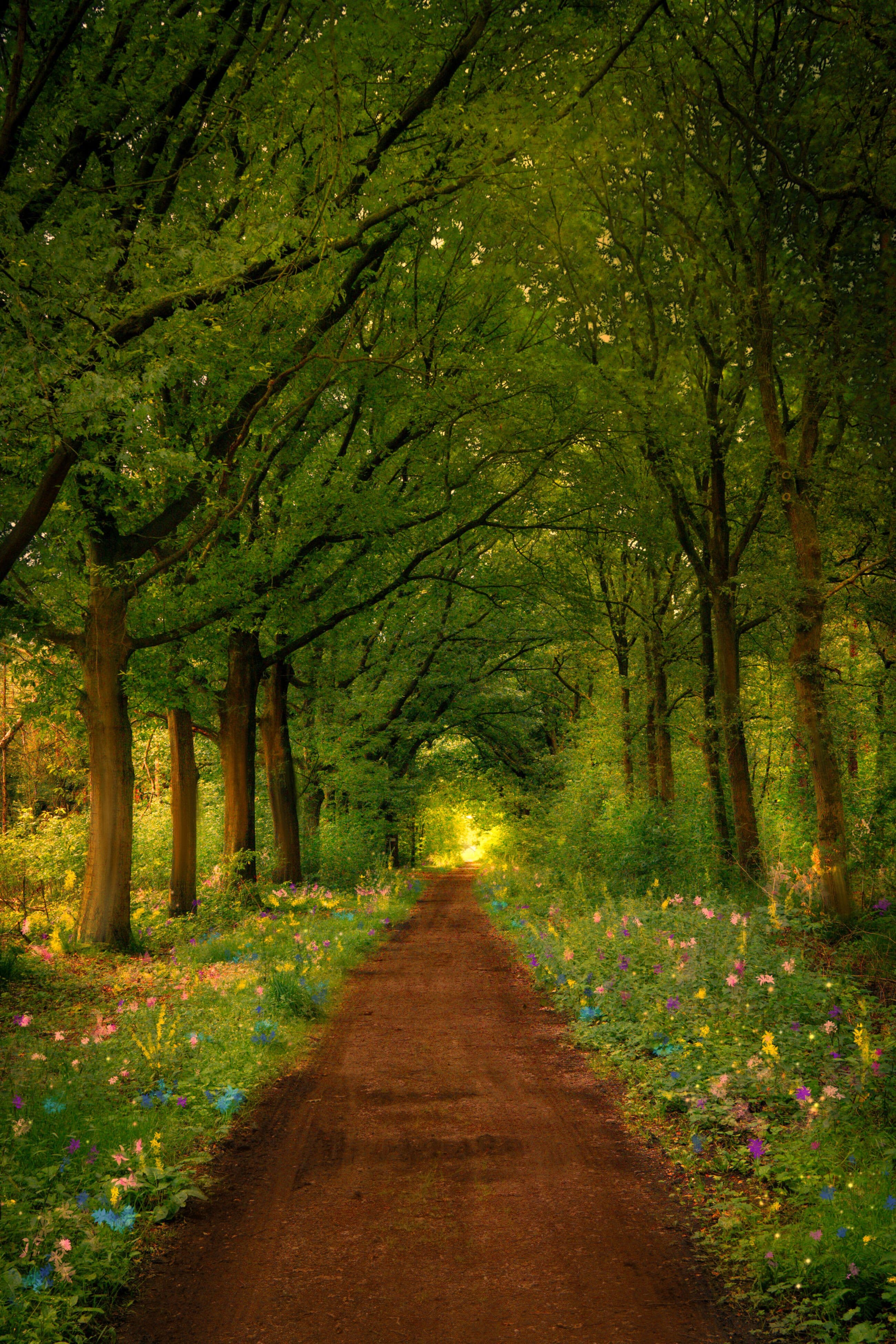 Lyrical Walk