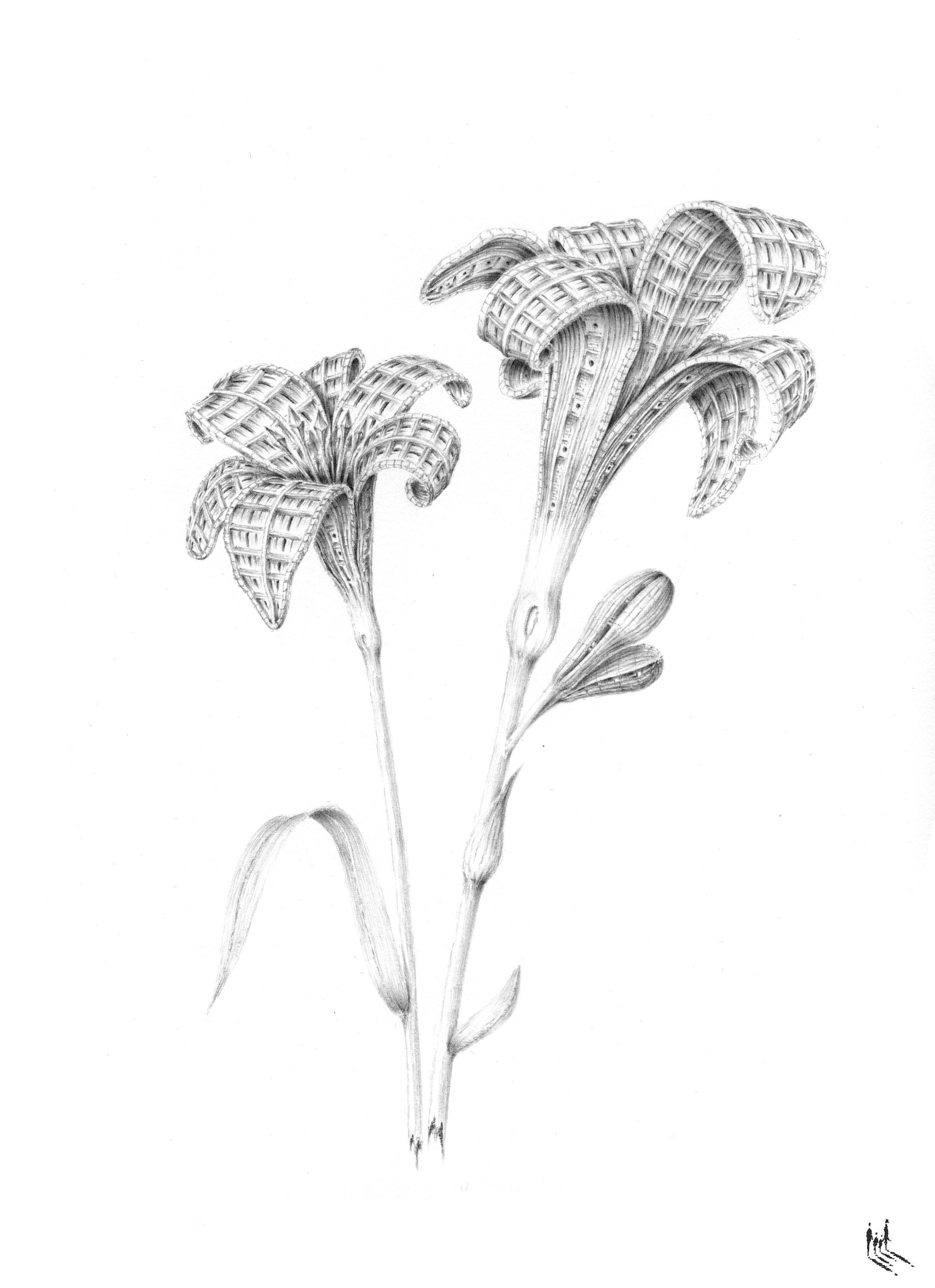 Hemerocallis