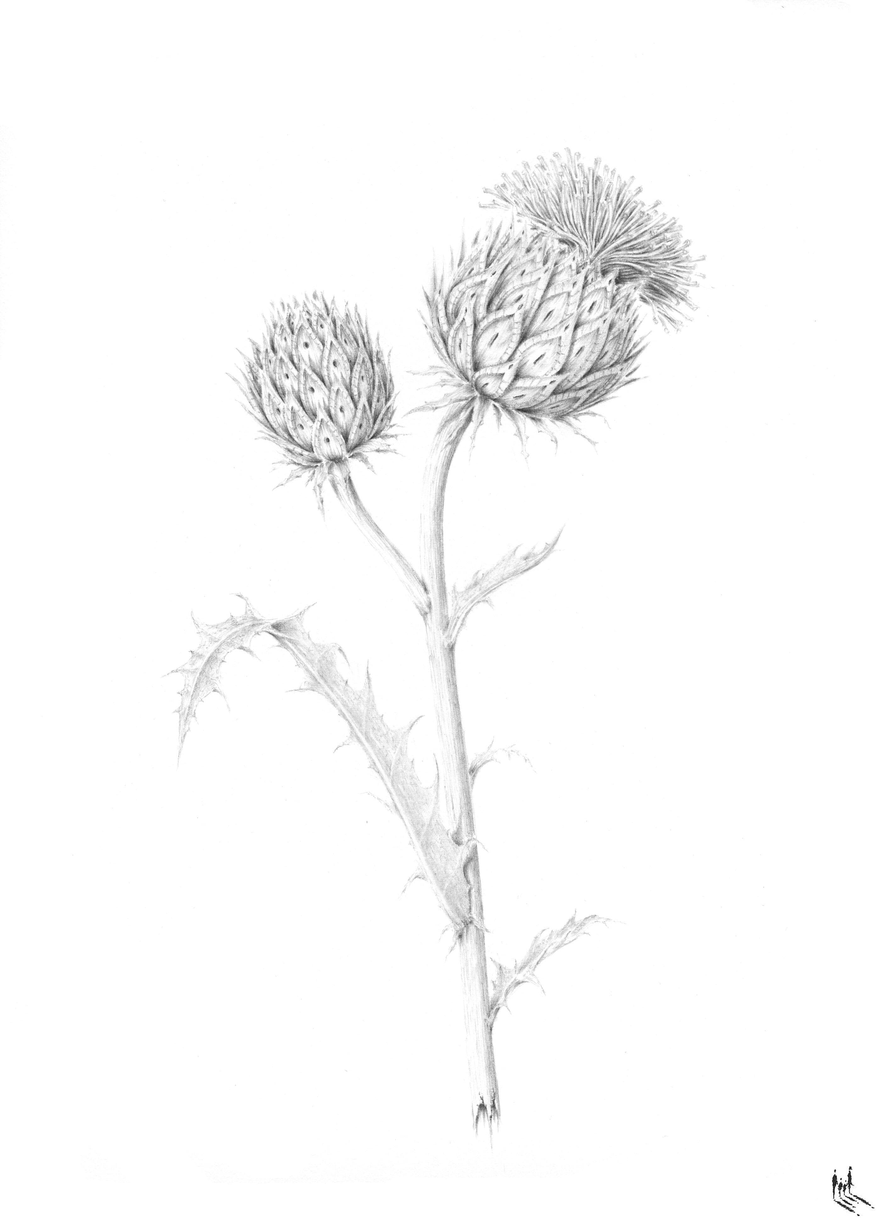 Cynara cardunculus