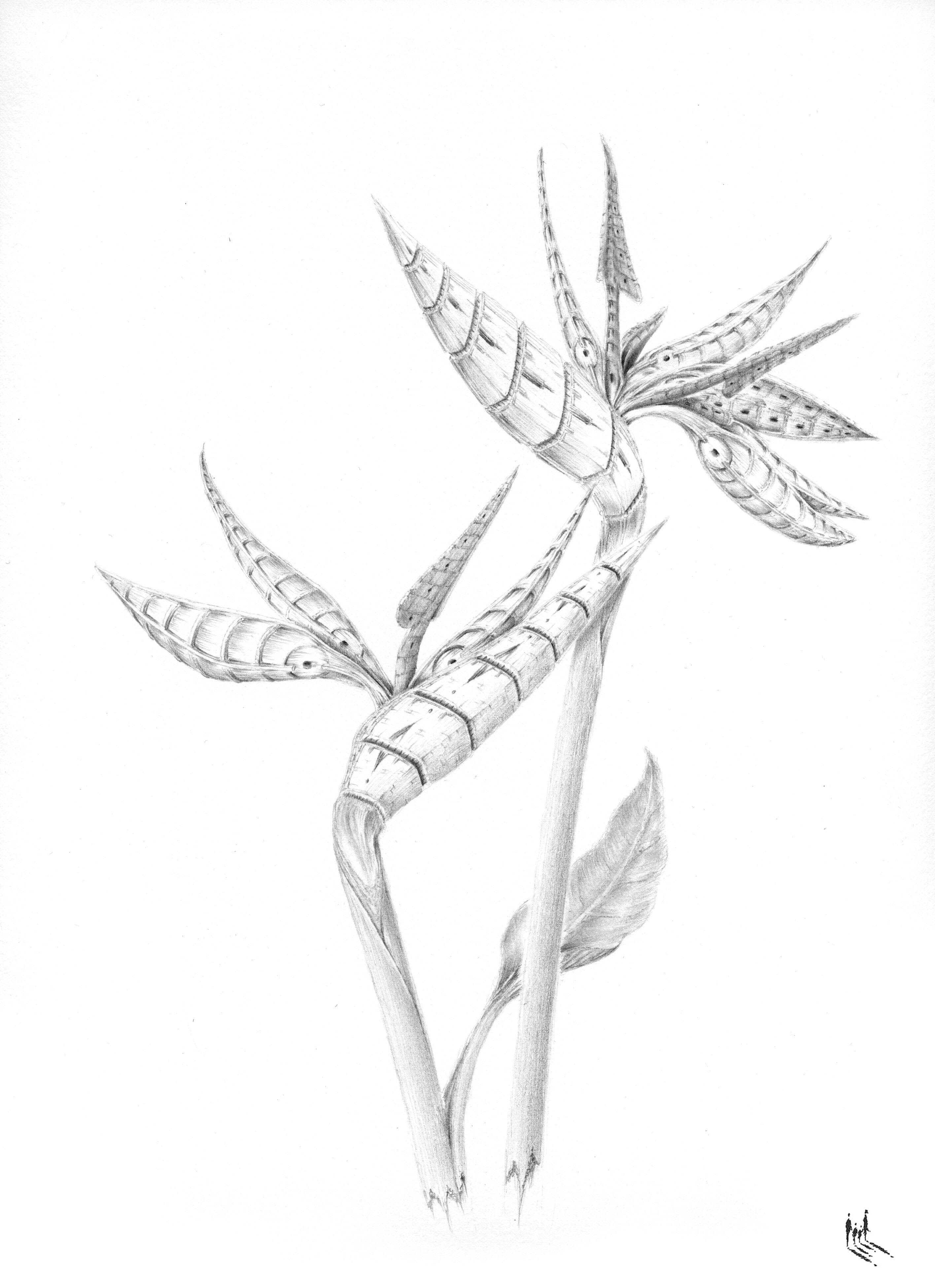 Strelitzia reginae