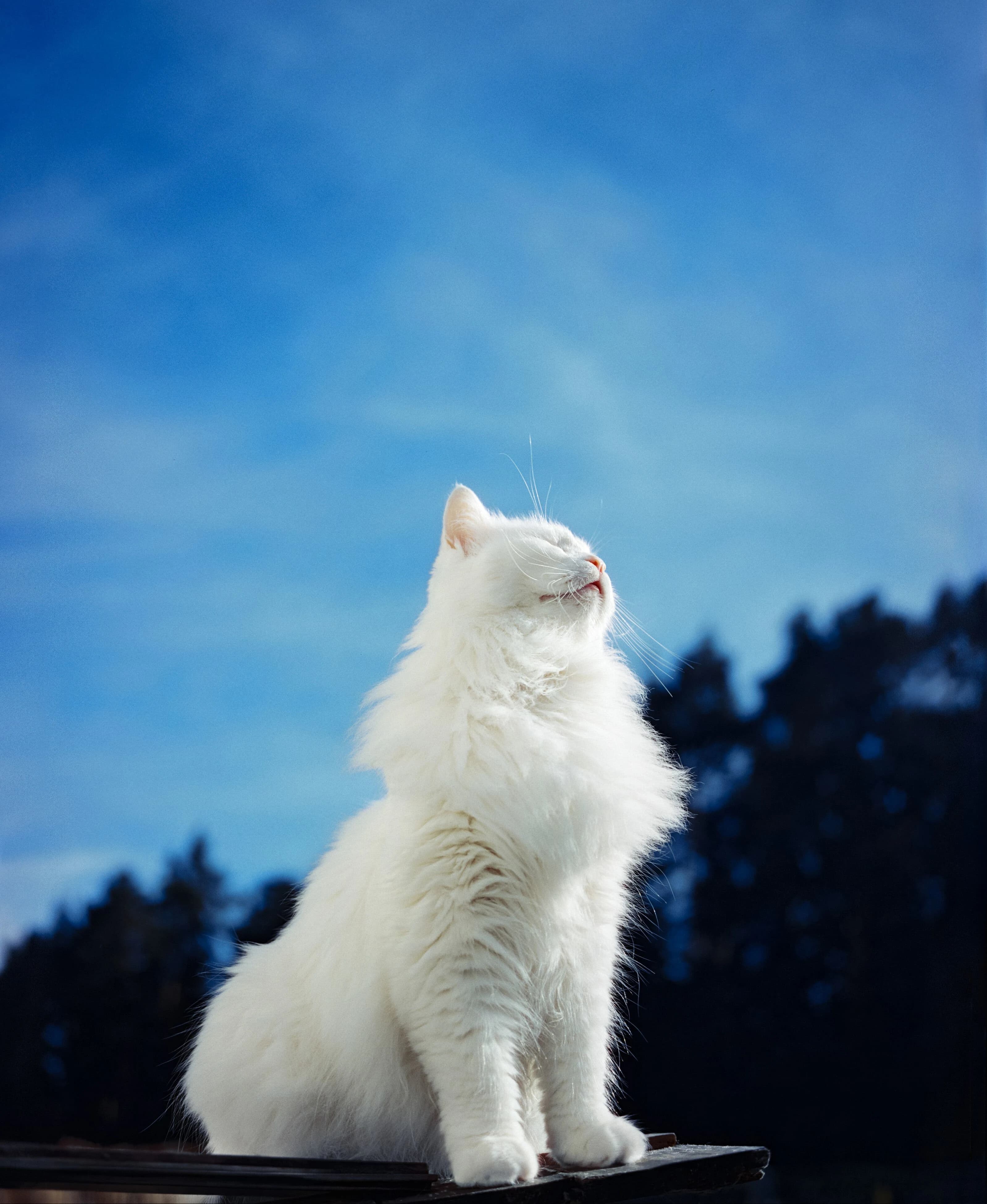Masya